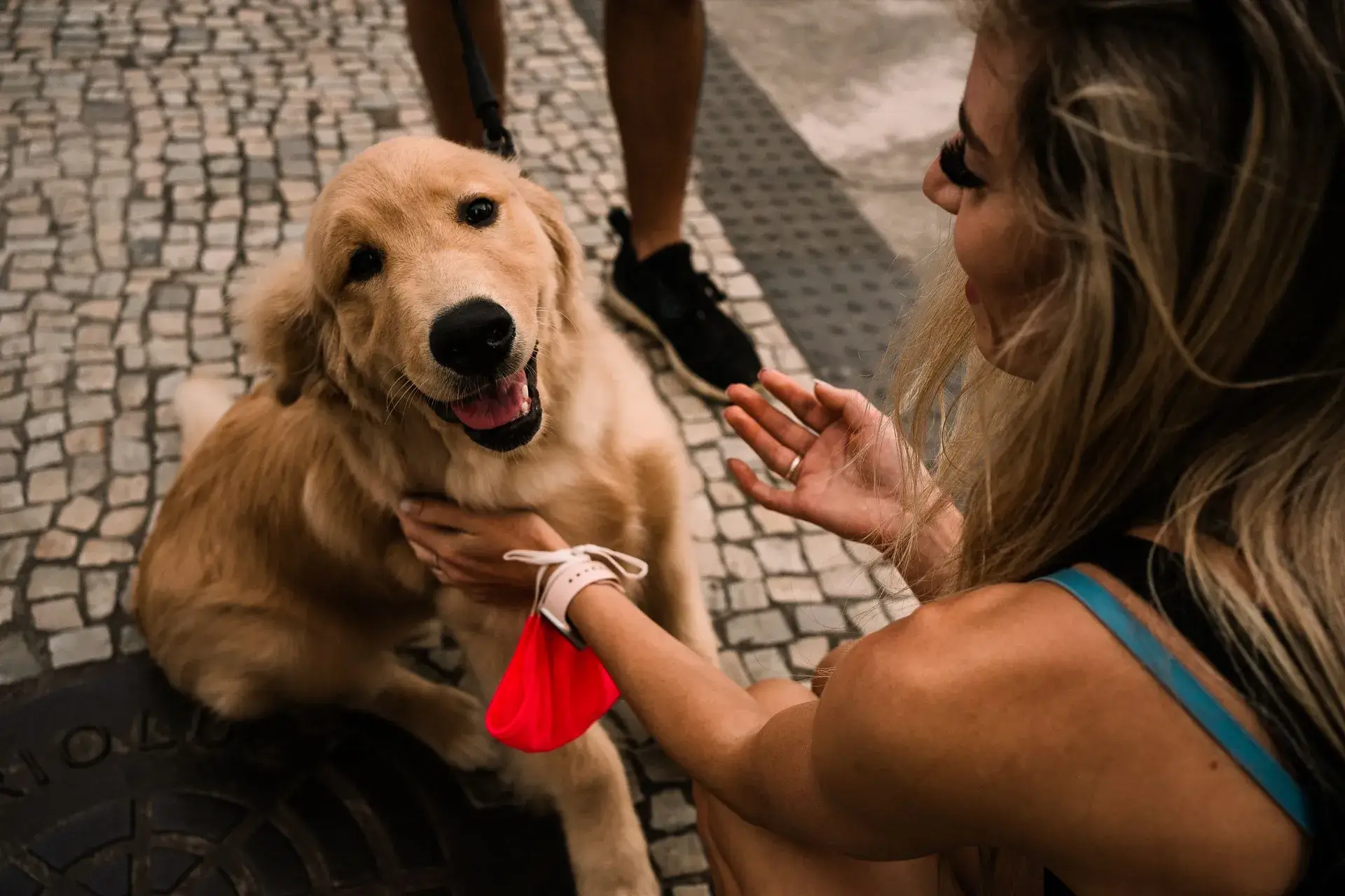 Lojas de Animais